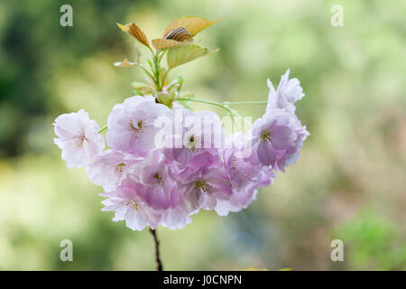 Bella primo piano di Prunus Hokusai, fioritura giapponese ciliegia albero fiorito fioritura in un giardino inglese in primavera, Inghilterra, Regno Unito Foto Stock