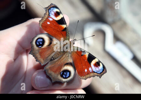 Butterfly Peacock con macchie blu è seduto con ali disteso sulle dita di una mano umana Foto Stock