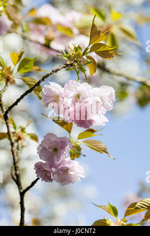 Primo piano di Prunus Hokusai, fioritura giapponese di ciliegi fioriti fioriti in un giardino inglese in primavera, Inghilterra, Regno Unito Foto Stock