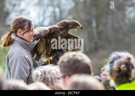 CUMBRIA, Regno Unito - 5 APRILE 2017: Un gestore di uccelli dal Muncaster Hawk e Owl centro con una steppa Eagle, in data 5 aprile 2017. Foto Stock