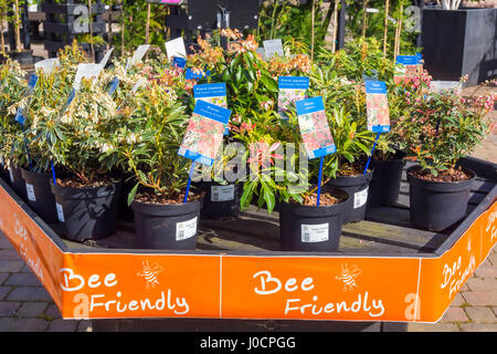 Un display di Bee Friendly impianti per la vendita in un Garden Center qui Sarcococca Japonica, "Passione Rosa' e sarcococca "Flaming Silver" Foto Stock