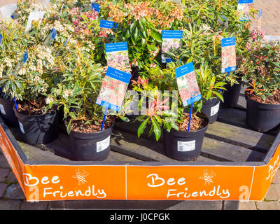 Un display di Bee Friendly impianti per la vendita in un Garden Center qui Sarcococca Japonica, "Passione Rosa' e sarcococca "Flaming Silver" Foto Stock