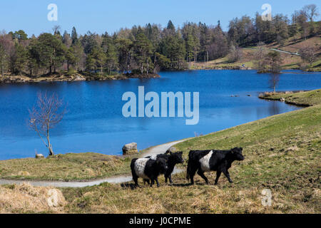 Belted Galloway il pascolo di bestiame sulle rive del bellissimo Tarn Hows nel Lake District in Cumbria, nel Regno Unito. Foto Stock