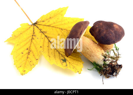 Baia di fresco bolette funghi isolati in background. con foglie di autunno Foto Stock