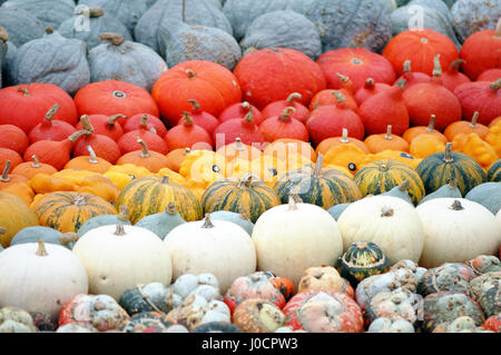 Diversi tipi di mini pumkins fullframe in background. Foto Stock