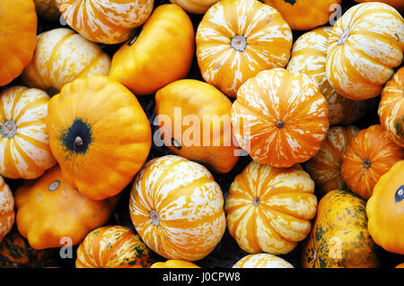 Diversi tipi di mini pumkins fullframe in background. Foto Stock