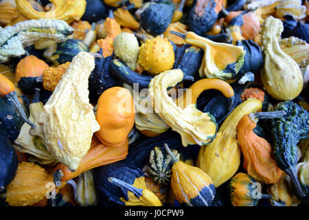 Diversi tipi di mini pumkins fullframe in background. Foto Stock