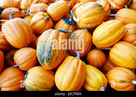 Diversi tipi di mini pumkins fullframe in background. Foto Stock