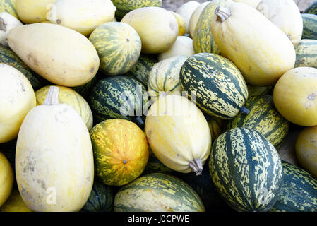 Diversi tipi di mini pumkins fullframe in background. Foto Stock