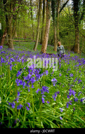 Preston, Regno Unito. Xi Apr, 2017. Un glorioso visualizzazione delle Bluebells nei boschi che accoglie i visitatori di Lancashire Wildlife Trust, Brockholes Riserva Naturale, Preston, come molla continua a fiorire in Inghilterra del Nord Ovest. Foto di Paolo Heyes, martedì 11 aprile, 2017. Credito: Paolo Heyes/Alamy Live News Foto Stock