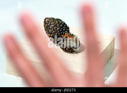 Karlsruhe, Germania. Xi Apr, 2017. Illustrazione - una mano davanti ad un pino a forma di cono anello sul display nella Baden Museo di Stato di Karlsruhe in Germania, 11 aprile 2017. Il museo ospita una mostra denominata '#Waldschwarzschoen - Foresta Nera remixed!" tra il 14.04.17 e 01.07.17. Foto: Uli Deck/dpa/Alamy Live News Foto Stock