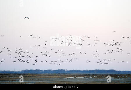 Zhenlai, la Cina della provincia di Jilin. Xii Apr, 2017. Gli uccelli migratori sorvolare il Momoge Riserva Naturale Nazionale in Zhenlai County, a nord-est della Cina di provincia di Jilin, 12 aprile 2017. Momoge Riserva è uno dei grandi gru basi di protezione in Cina. Circa 200.000 uccelli migratori hanno restituito alla riserva dopo il rimessaggio invernale nel sud. Credito: Lin Hong/Xinhua/Alamy Live News Foto Stock