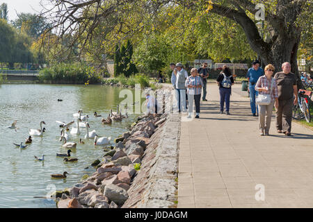 KESZTHELY, UNGHERIA - 29 settembre 2016: persone feed anatre selvatiche e cigni sulla riva del lago Balaton. Keszthely, la più antica e la più grande città del Foto Stock