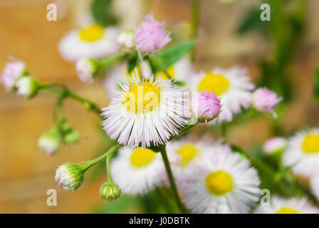 Minor Daisy Fleabane fiori e boccioli Foto Stock