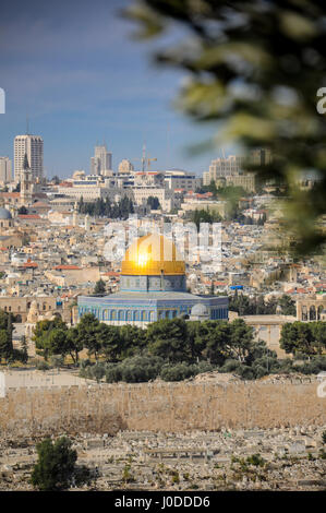 Cupola della roccia con un olivo in primo piano (Israele) Foto Stock