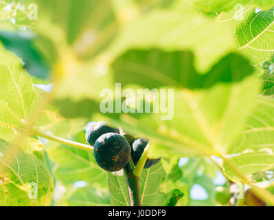 Fichi maturi sull'albero. In Montenegro alberi di fico Foto Stock