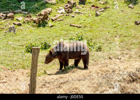 Recare il rifugio nel villaggio di Kuterevo, Croazia Foto Stock