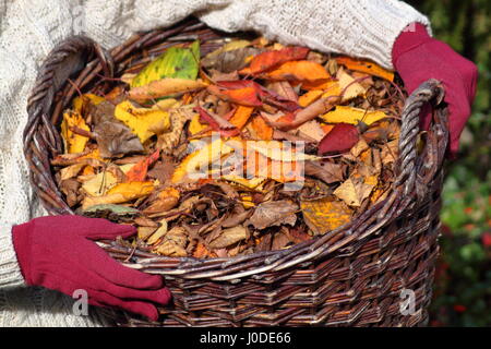 Un giardiniere femmina porta Ciliegio ornamentale foglie (prunus) raccolti da un giardino inglese prato in un cestello - autunno attività di giardinaggio Foto Stock