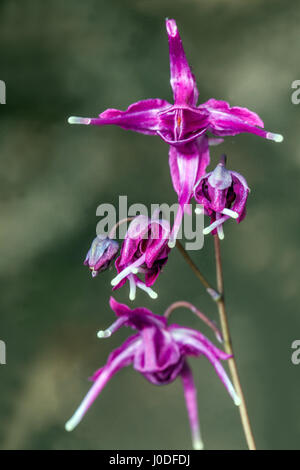 Grande barrenwort fiorito, Epimedium grandiflorum Lilafee Foto Stock