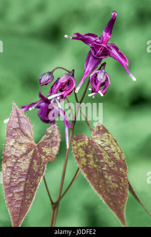 Foglie di barrenwort fiorite grandi Epimedium Lilafee Foto Stock