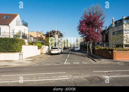 Frondoso, tranquille strade suburbane di Barnes, SW London, England, Regno Unito Foto Stock