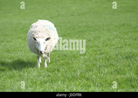 Pecora pecora ritratto in verde lussureggiante pascolo erba con copyspace Galles UK Foto Stock