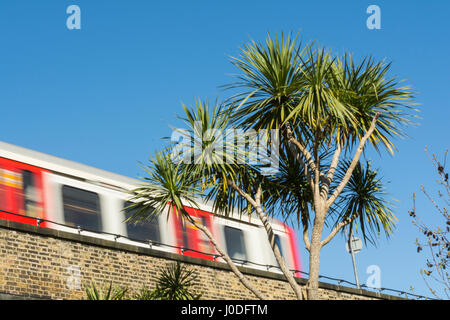 La district line della velocità del treno passato un tropical Palm tree in Hammersmith, London, Regno Unito Foto Stock