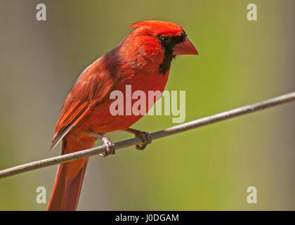 Squrrel grigio sul terreno Foto Stock