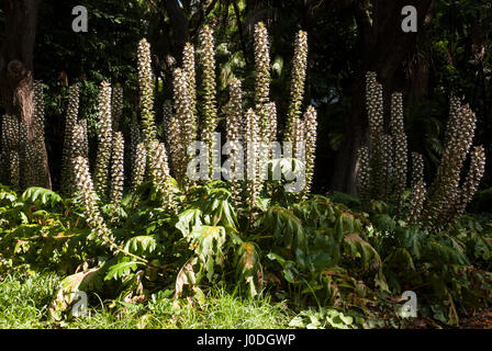Bear's calzoncini fiori (mollis acanto) Foto Stock