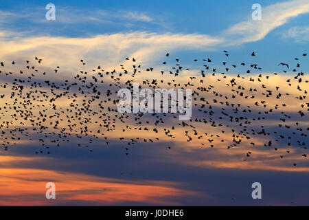 Per gli storni volare nel cielo al tramonto,migrazione Foto Stock