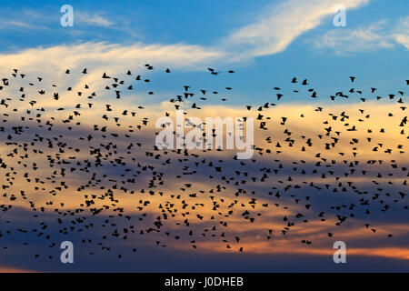 Murmuration storni nel cielo al tramonto,migrazione Foto Stock