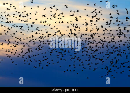 Stormo di storni nel cielo della sera,migrazione Foto Stock