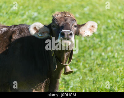 Mucca con un po' di bell nelle Alpi, in piedi sul verde e fresco pascoli di montagna Foto Stock