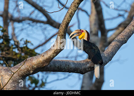 Inghirlandato Hornbill (Rhyticeros undulatus), il Monte Bokor, Bokor National Park, Kampot Provincia, Cambogia Foto Stock