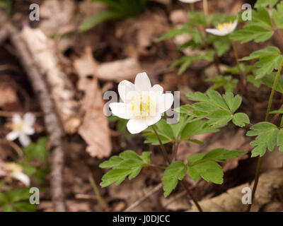 Un bellissimo fiore bianco capo isolato sul suolo della foresta Foto Stock