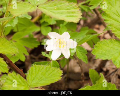Un bellissimo fiore bianco capo isolato sul suolo della foresta Foto Stock