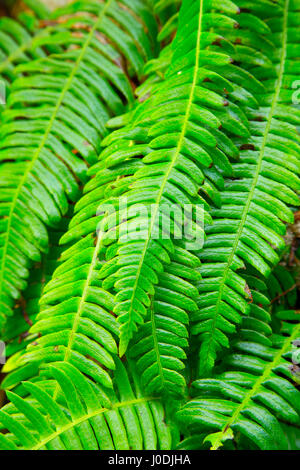 Cervi (felce Blechnum spicant) lungo Harts Cove Trail, Neskowin Crest Ricerca Area Naturale, Siuslaw National Forest, Oregon Foto Stock