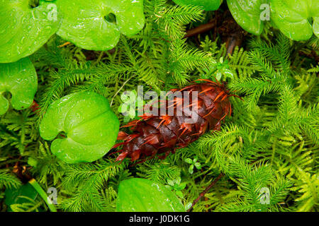 Douglas Fir cono lungo Pioneer Indian Trail, Siuslaw National Forest, Oregon Foto Stock