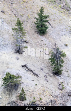 Lodgepole pino alberi che crescono su di un ripido pendio brullo nel Parco Nazionale di Yellowstone, Wyoming USA Foto Stock