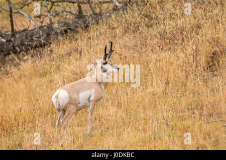 Pronghorn antelope nel Parco Nazionale di Yellowstone, Wyoming USA Foto Stock