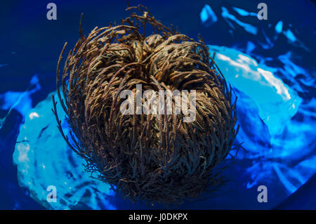 Rosa di Gerico recipiente chiuso blu Foto Stock