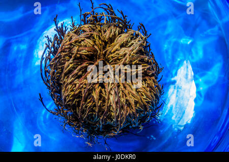 Rosa di Gerico recipiente chiuso blu Foto Stock