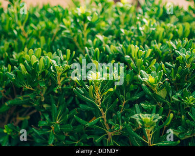 Arbusti e alberi Pittosporum in Montenegro. Design paesaggistico o Foto Stock