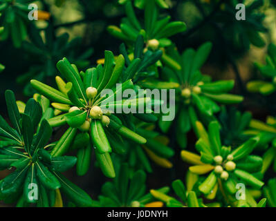 Arbusti e alberi Pittosporum in Montenegro. Design paesaggistico o Foto Stock