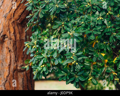 Arbusti e alberi Pittosporum in Montenegro. Design paesaggistico o Foto Stock