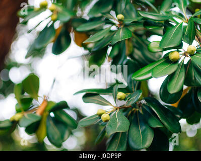 Arbusti e alberi Pittosporum in Montenegro. Design paesaggistico o Foto Stock