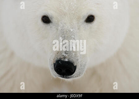 Ritratto di un orso polare. Close-up. In Canada. Foto Stock