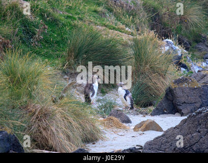 Due rare giallo eyed muta pinguini sulla spiaggia. Foto Stock