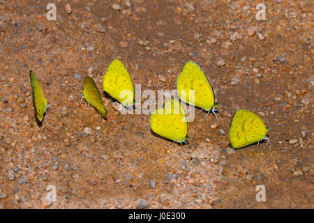 Grande gruppo di farfalle giallo erba o Eurema Hecabe Foto Stock