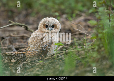 Allocco / Waldkauz (Strix aluco), molto giovane uccellino, seduta sul terreno di una foresta, dark eyes wide open, simpatici e divertenti. Foto Stock